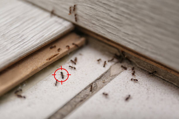 Best Residential Pest Control  in Maryvle, IL