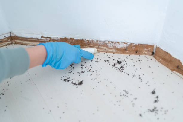 Best Wasp Removal Services  in Maryvle, IL